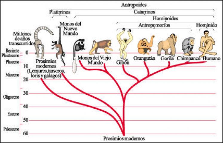 La Trionda: Arquetipo evolutivo